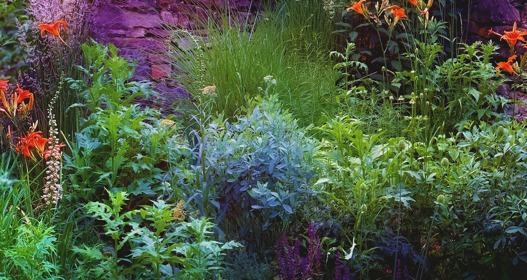 15 Minute Garden Design Consultation