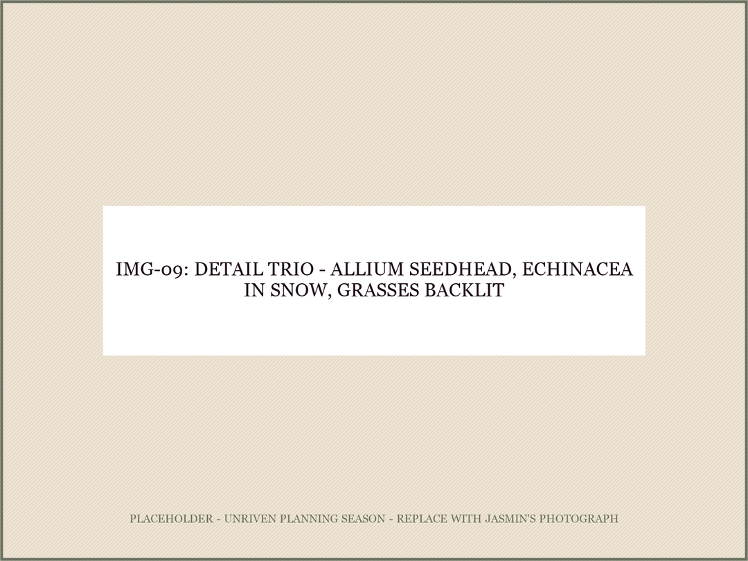 IMG-09: detail trio: allium seedhead / echinacea in snow / grasses backlit