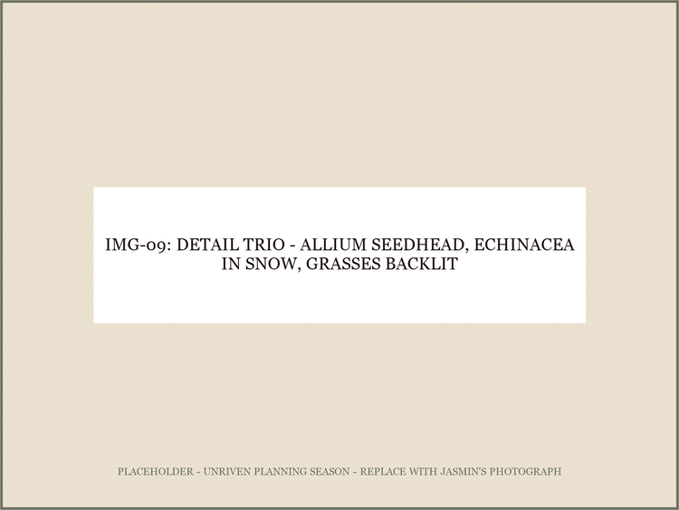 IMG-09: detail trio: allium seedhead / echinacea in snow / grasses backlit