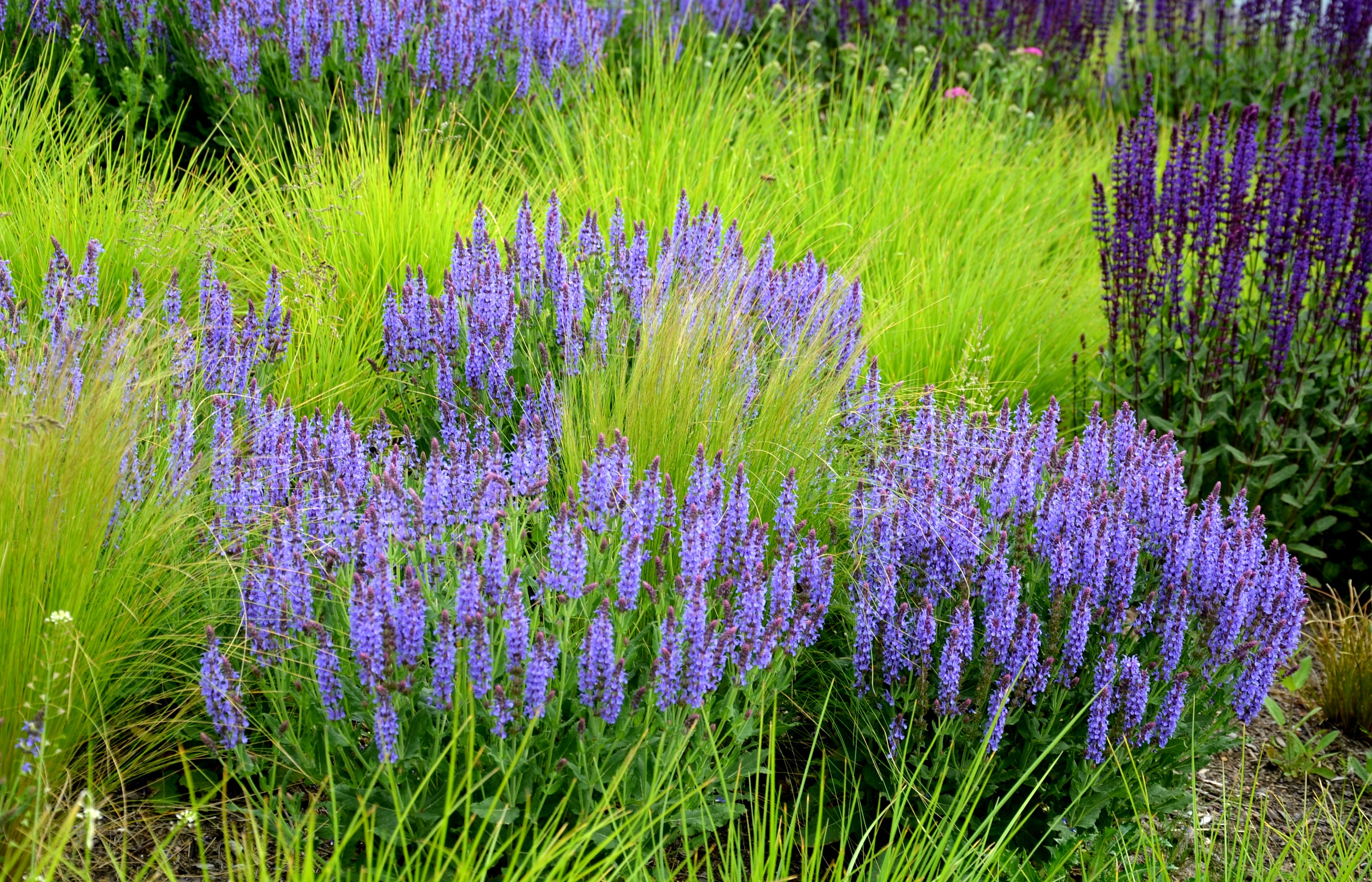 Spring cool season grass seslaria offsets two cultivars of salvia. 