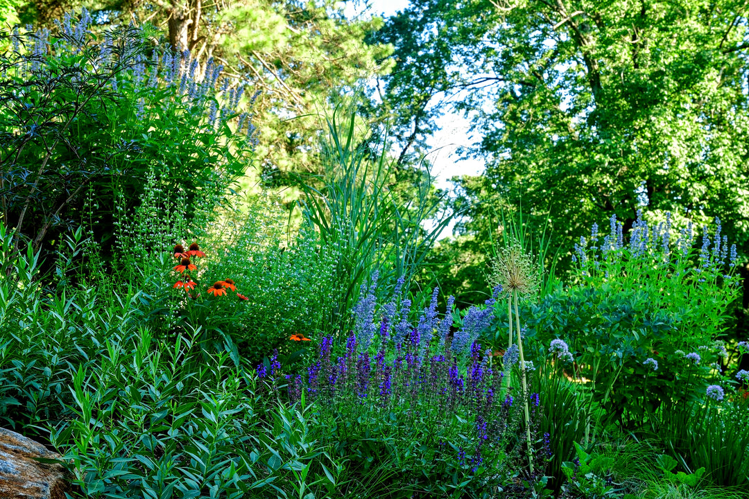 15 Minute Garden Design Consultation